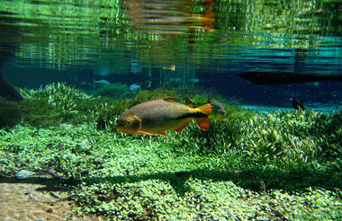 Fish
